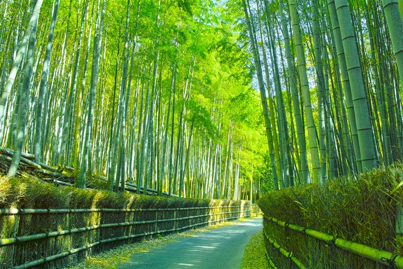 京都・奈良・びわ湖 | JTB 旅の過ごし方