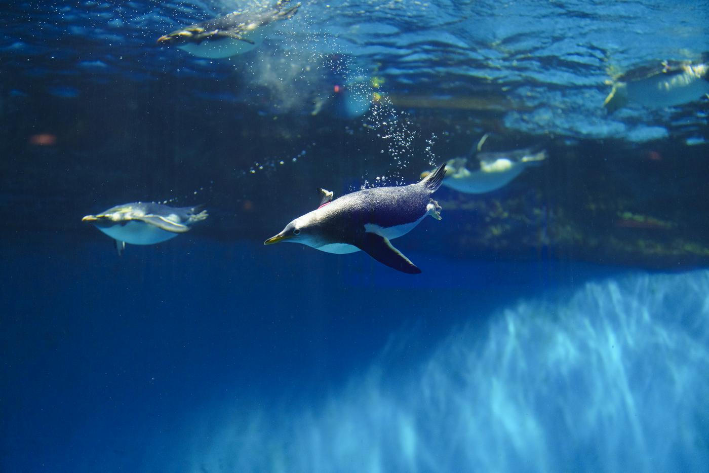 長崎ペンギン博物館