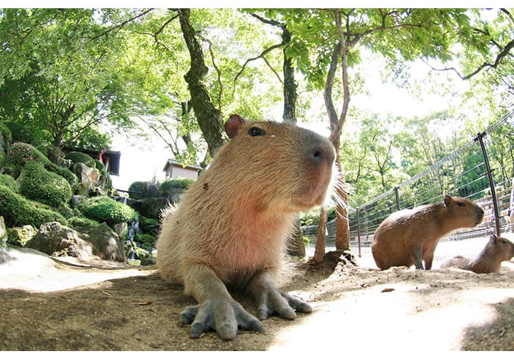 阿蘇カドリー・ドミニオン