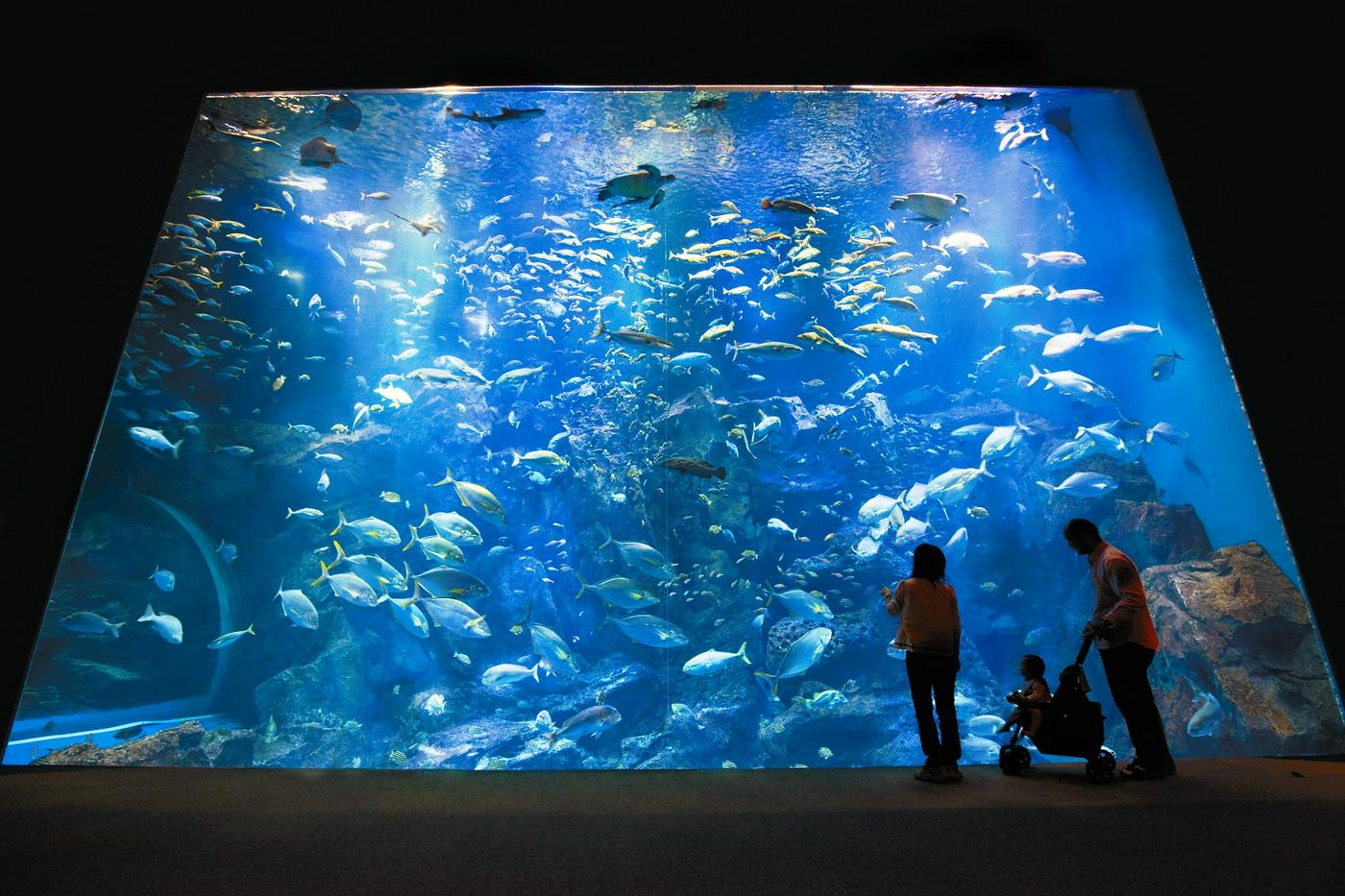 男鹿水族館GAO