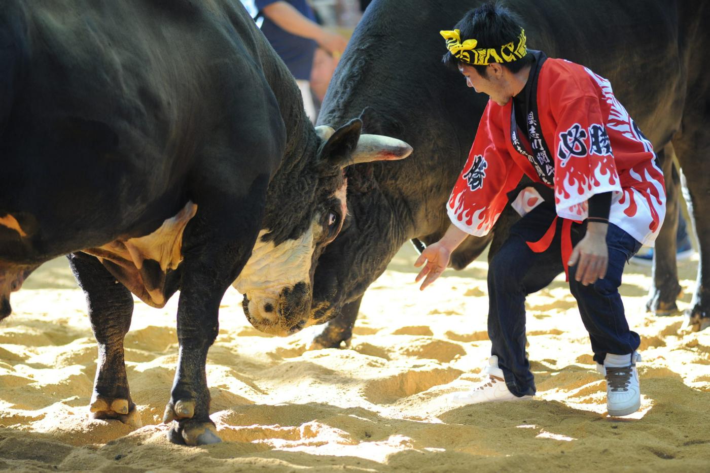 観光闘牛プラン