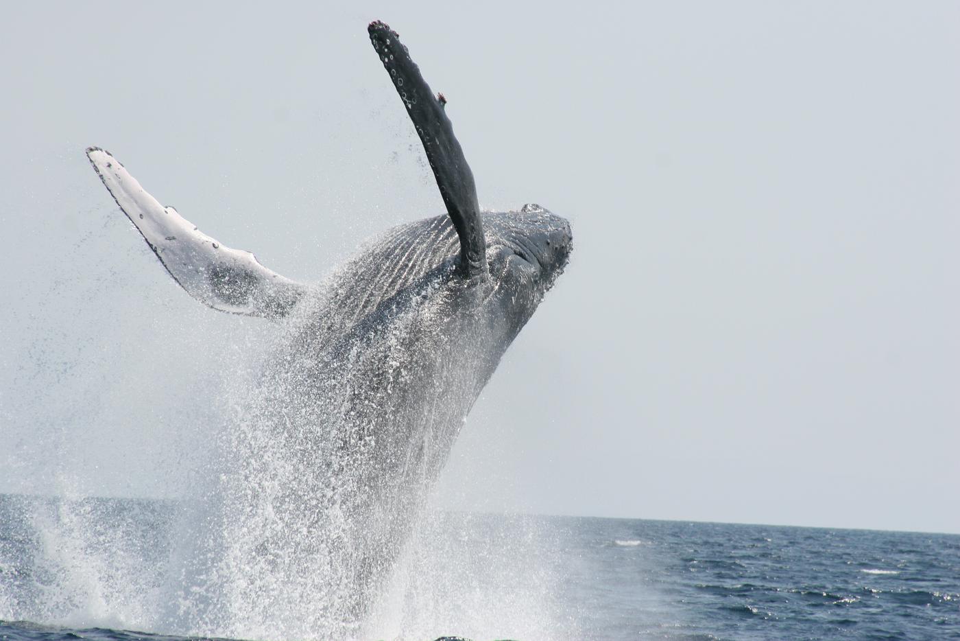 本部発 ホエールウォッチング 沖縄美ら海水族館チケット付