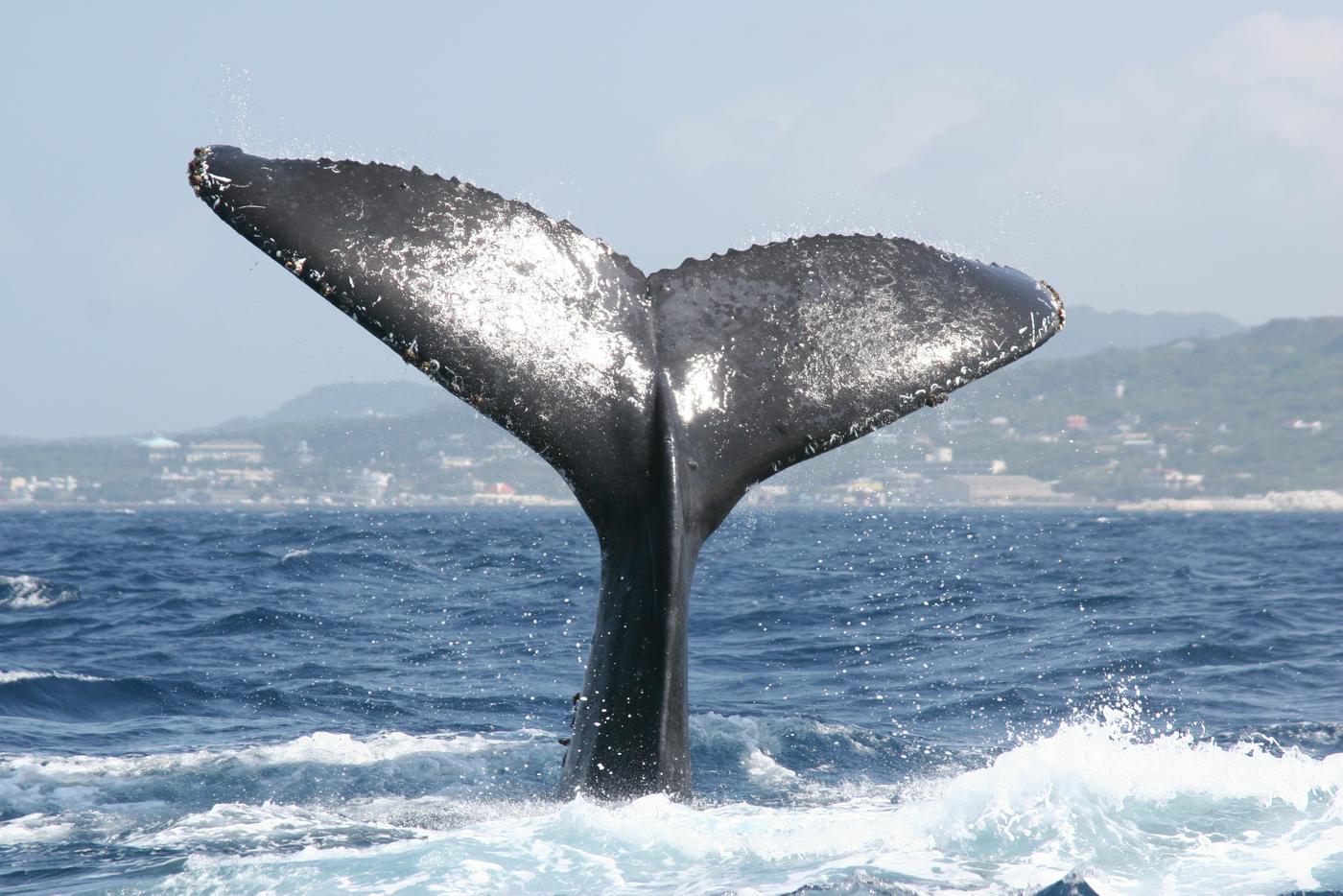 年末セールKarenHoepting海のくじら43/100限定版 年末セールKarenHoepting海のくじら43/100限定版