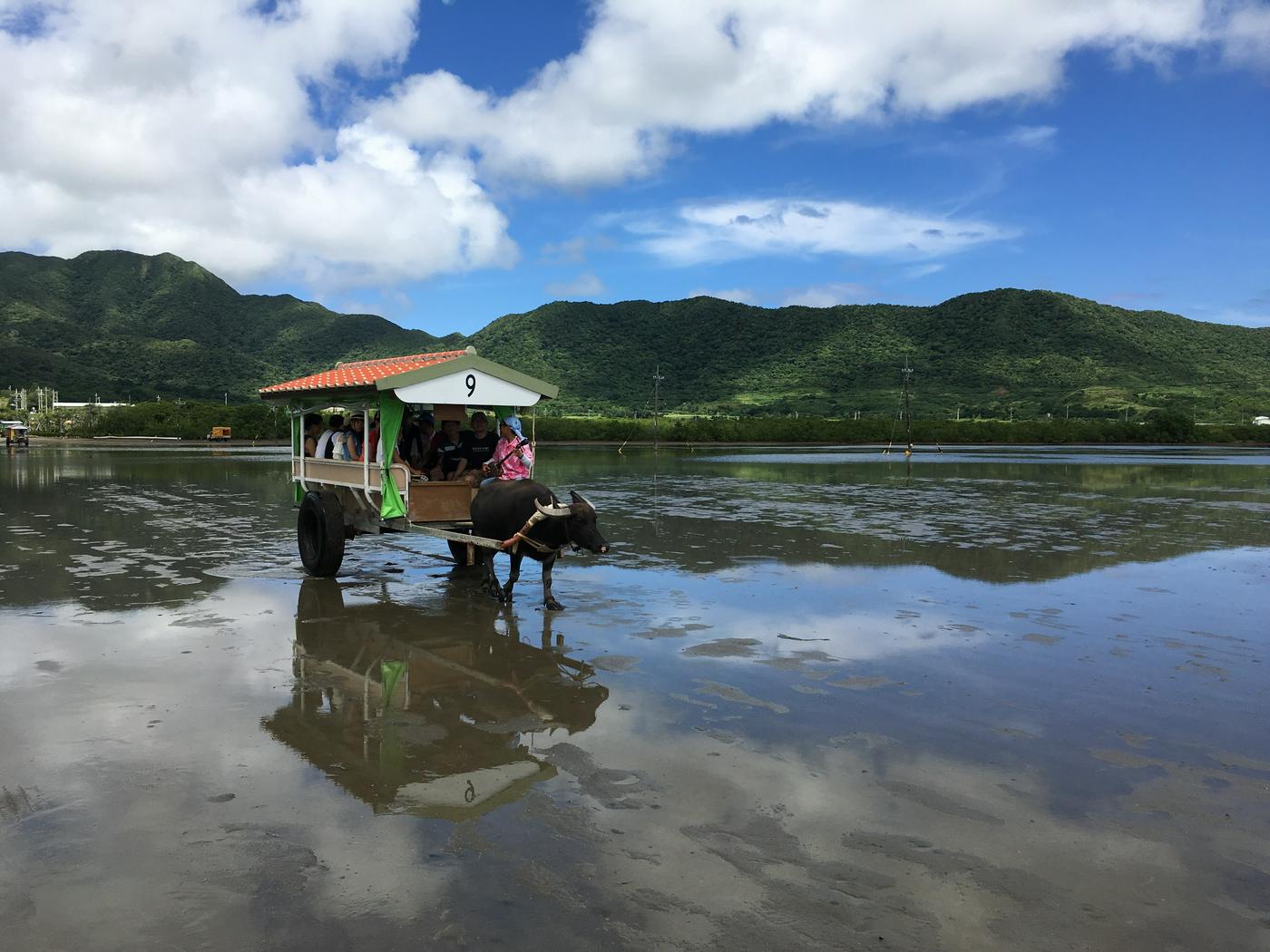 世界自然遺産 西表島と水牛車でいく由布島