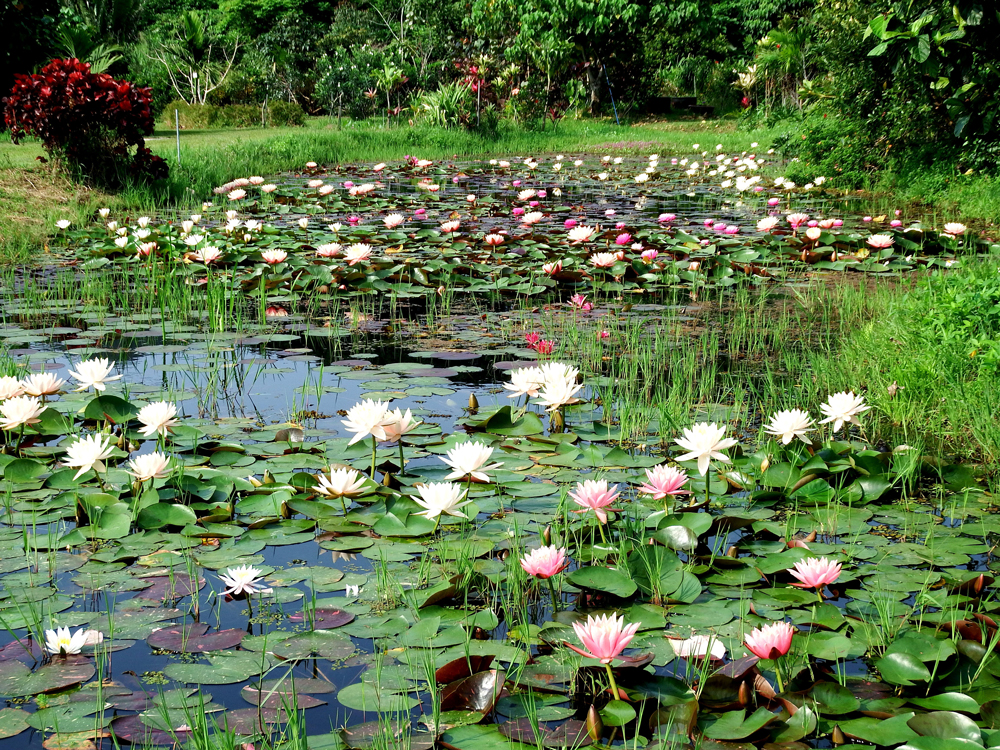 石垣島サイエンスガーデン