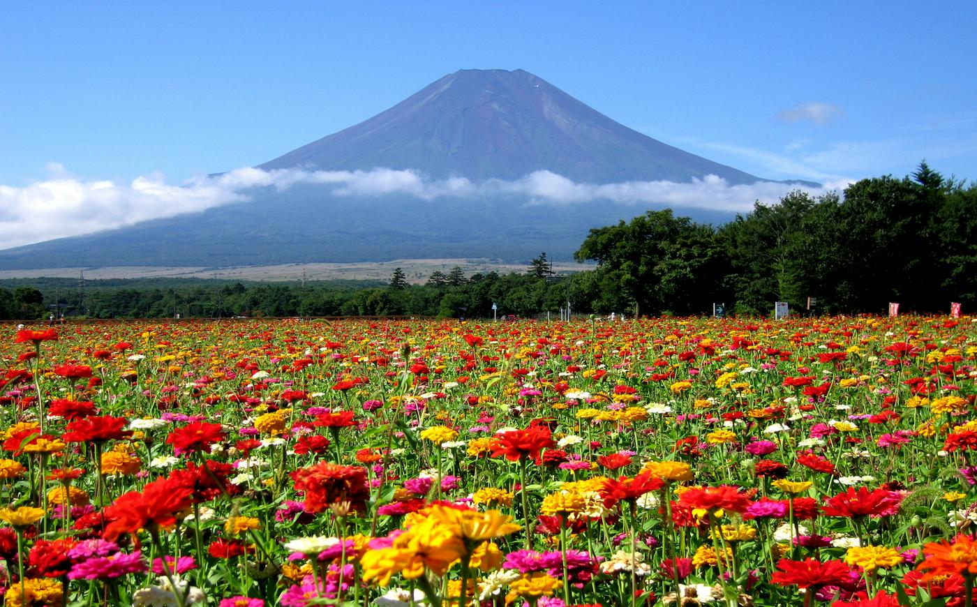 山中湖花の都公園