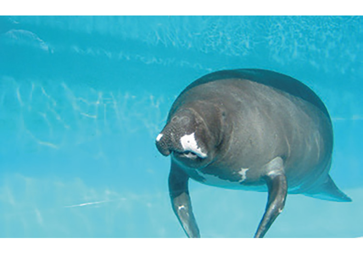 熱川バナナワニ園