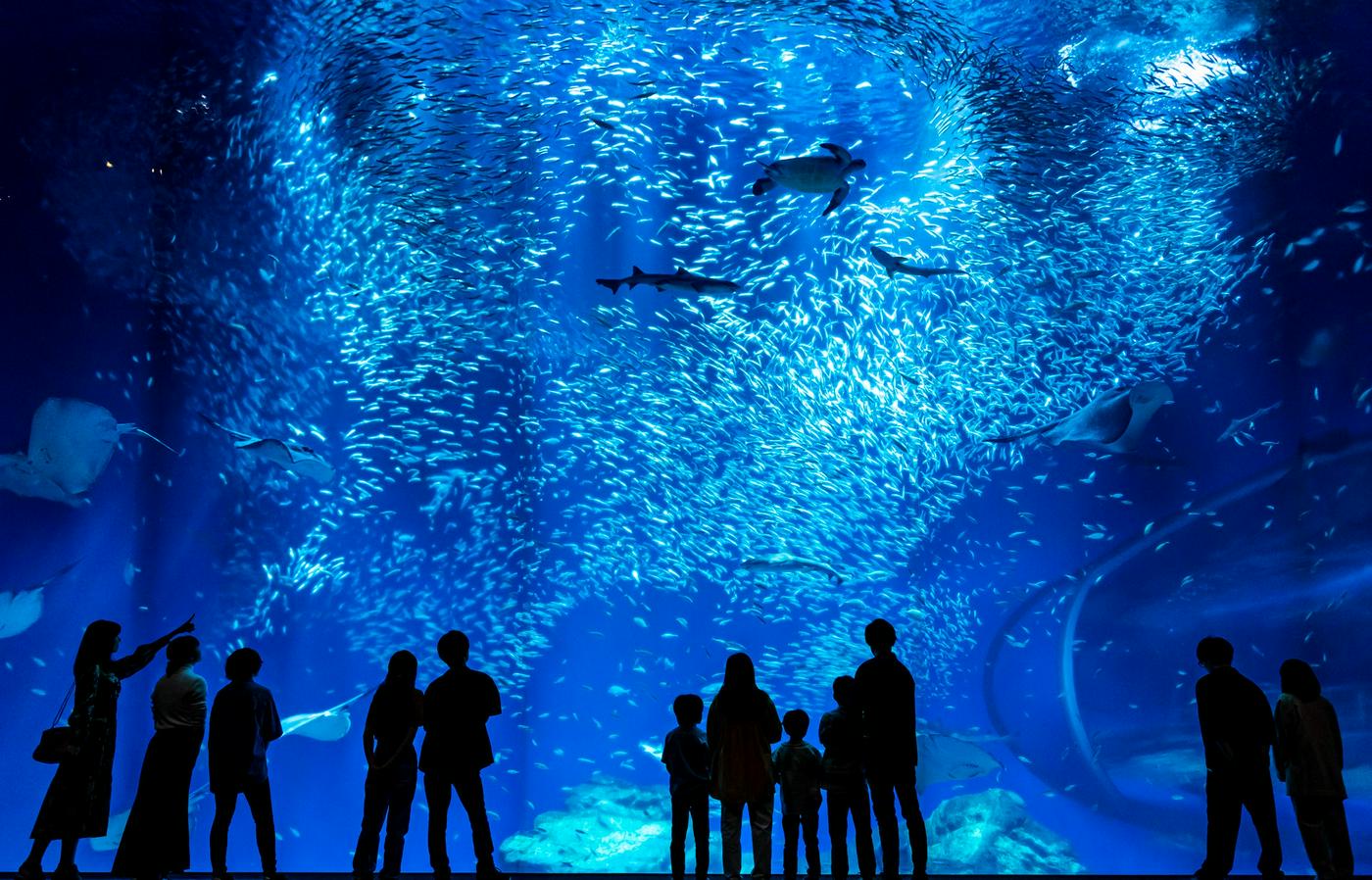 アクアワールド茨城県大洗水族館