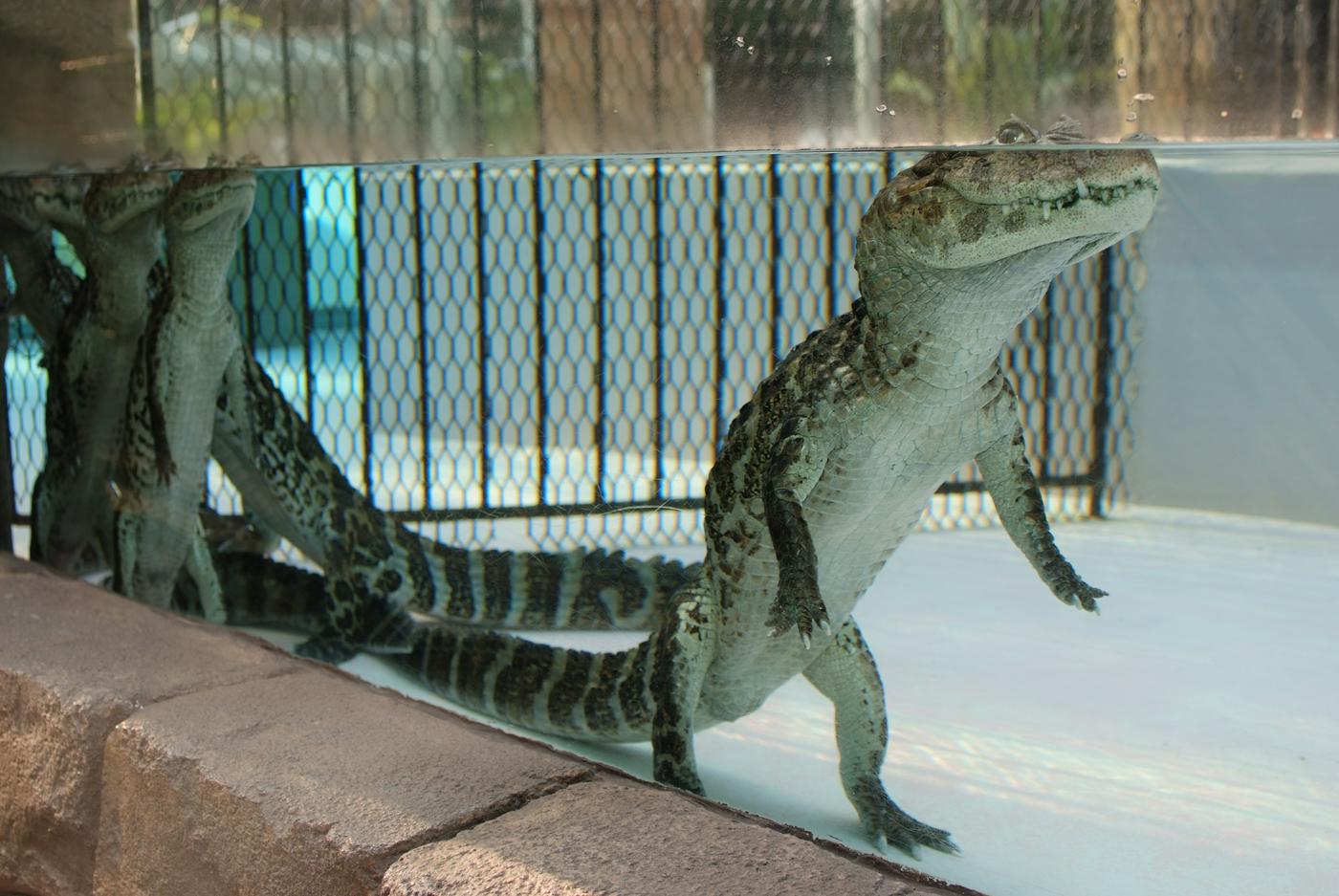 熱川バナナワニ園