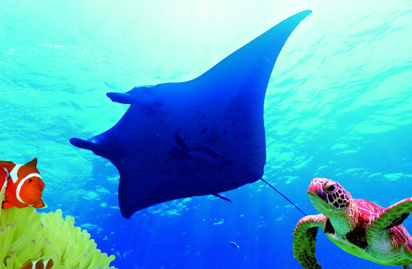 マンタとウミガメシュノーケル＋おさかなシュノーケル