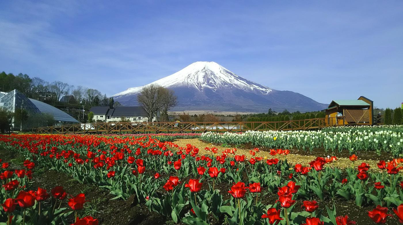 山中湖花の都公園