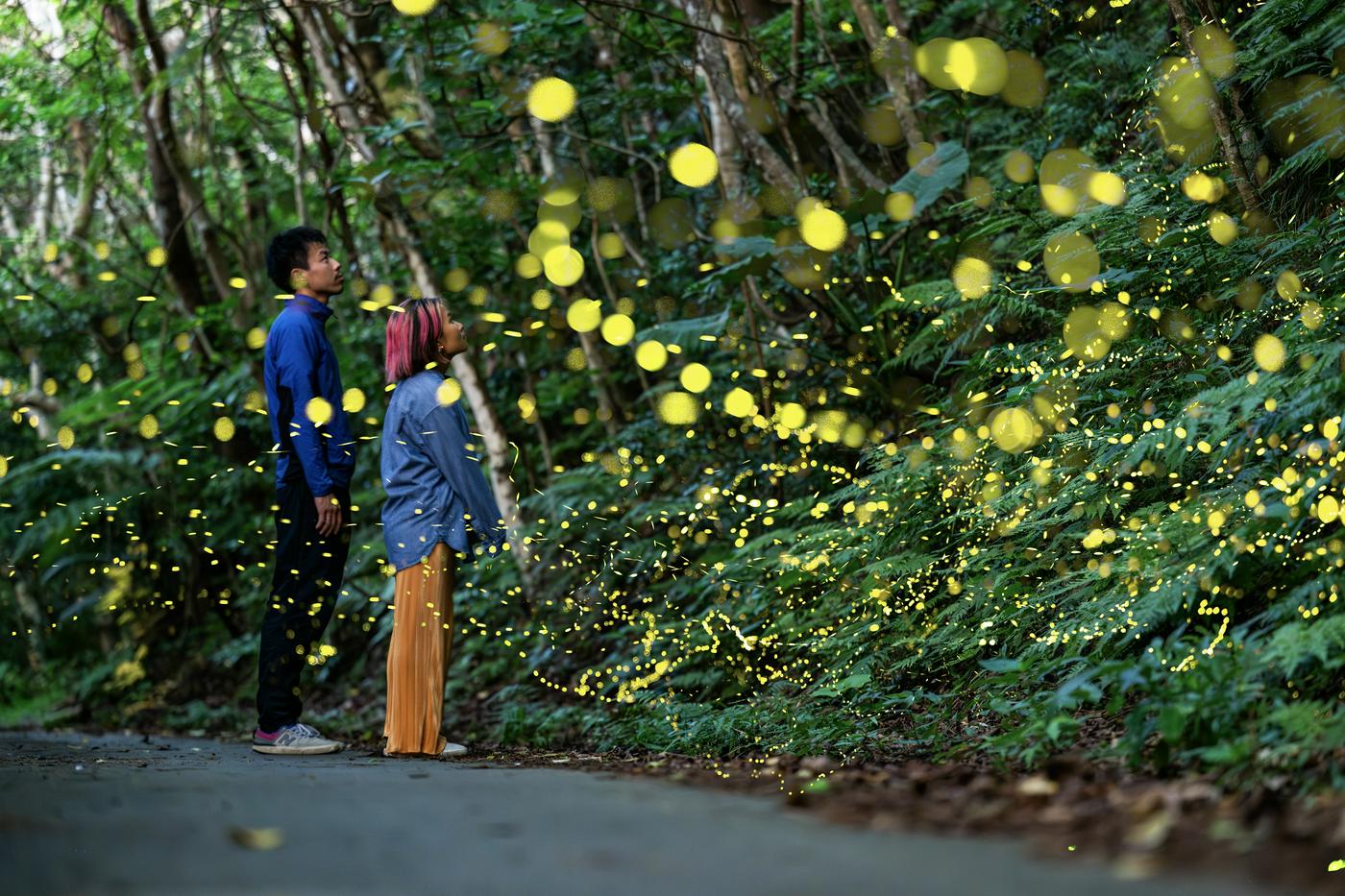 ヤエヤマヒメボタルの乱舞と星空観賞の贅沢ツアー
