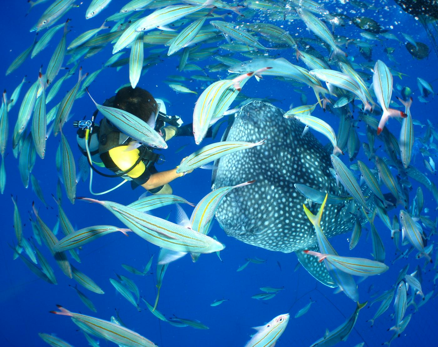 ジンベエザメグラスボート